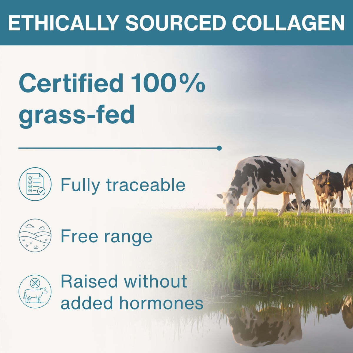 Hydrolyzed Bovine Collagen Peptides V561