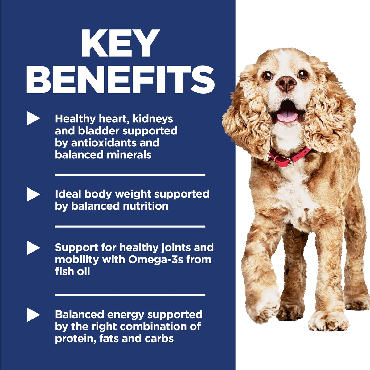 Dry Dog Food S5307